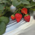 雅ファーム 苺いちえ - 