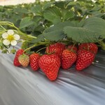 雅ファーム 苺いちえ - 