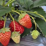 雅ファーム 苺いちえ - 