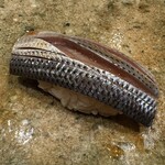 神田錦町 鮨たか晴 - 小鰭