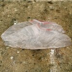 神田錦町 鮨たか晴 - 真鯛