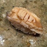 神田錦町 鮨たか晴 - 北寄貝