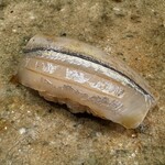 神田錦町 鮨たか晴 - 細魚