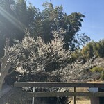 カフェ リトルキッチン ハヤマ - 