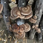 しい茸園 有馬富士 - 