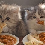 インターナショナルビレッジ - 