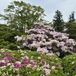 サロン・ド・テ ロザージュ - 