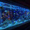 アクアリウムダイニング 新宿ライム