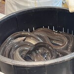 翔峰 - 国産活鰻