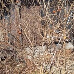 てんころばしドーナツ - 