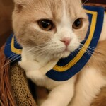 猫カフェ MOCHA - 料理写真: