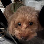 駒形町 伊東屋 - 