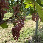 サントリー　登美の丘ワイナリー　 - 