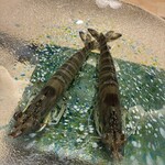 神楽坂 寿司 こんこん - エビが活きている！