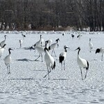 喰い処 鮭番屋 - 