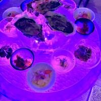 スミレオオサカ - 