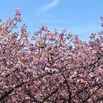 廻転寿司 海鮮 - 