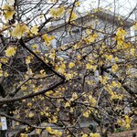 餅太 - 蝋梅…コレバ梅では無いと…匂いは良いです