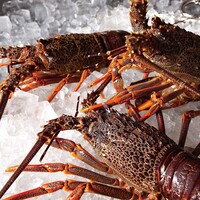 活伊勢海老とステーキに舌鼓「碧 -Midori-」