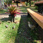 Dole Plantation - 鳥もいたよ笑