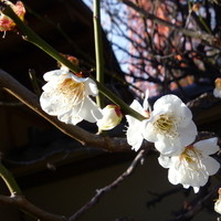 東京 芝 とうふ屋うかい - 