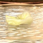 髙橋 謙太郎 - 【 松波キャベツ 】