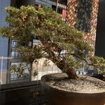 TORAYA GINZA - テラス席。松が立派