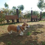 テラス ドゥ ランドローフ - 