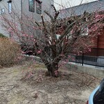 ごんた - お家の梅は１月の１０日から咲き始めたけど今が満開かな?