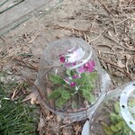 ごんた - 保温のカバー被せたら咲き始めました