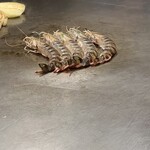 ステーキハウス松波 - 