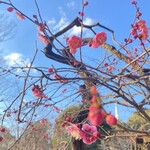 滋養料理 山法師 - 