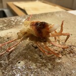 鮨 もりなり - クルマエビ