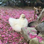 庭が森のピザ屋さん QUARANTA - 