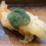 寿司栄 - 富山海老（牡丹海老）