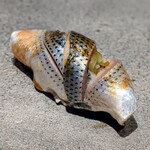 鮨 こしかわ - 小肌、胡瓜