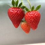 横浜ストロベリーパーク - 