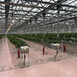 横浜ストロベリーパーク - 