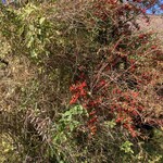 手打蕎麦ゆい - 