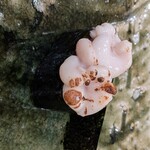 鮨桂太 - 鱈白子