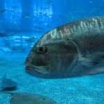 オーシャンブルー - 頑固そうな顔の魚