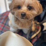 GOODIES RIVERSIDE STAND - 可愛い