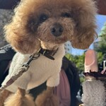 クッチーナ デル カンポ - 今日も可愛いｗ