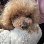 クッチーナ デル カンポ - 食べたら寝るｗ