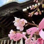 ベッカライ・ブロートハイム - 河津桜