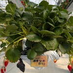 グリナリウム淡路島 - 