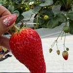 グリナリウム淡路島 - 