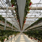 グリナリウム淡路島 - 