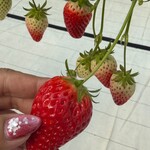 グリナリウム淡路島 - 