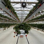 グリナリウム淡路島 - 